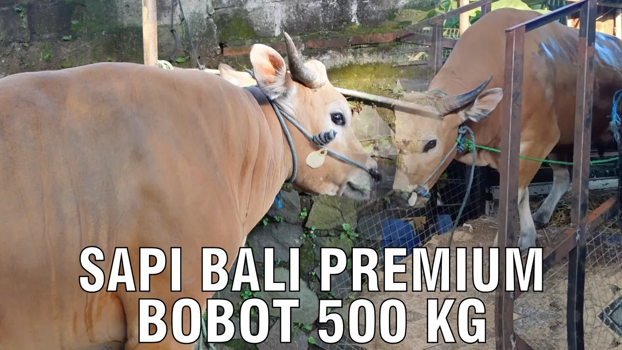 
                                 Kurban-Sapi-Bali-Premium-Bobot-500-Kg.jpg